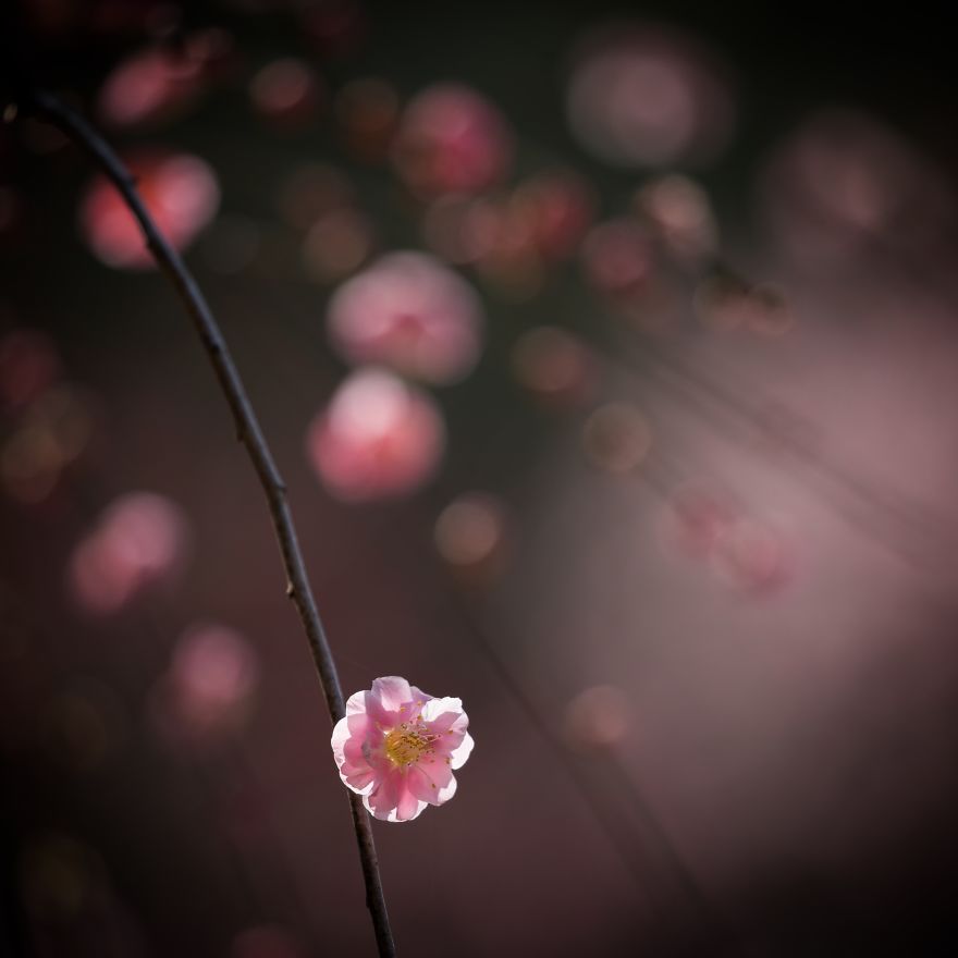 Nature In Japan In The Visual Haiku Style