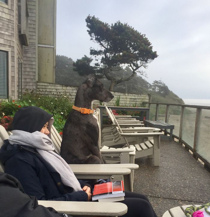 My Granddog Enjoying The Beach View.
