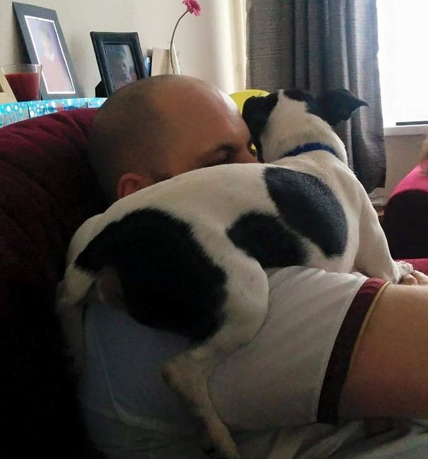 My Dog Is A Jerk. This Is How He Acts If I Try To Watch Tv. It's Why I Drink