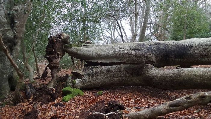 Face In The Root System.... The Green Man In The New Forest 😊💗🍃🌳