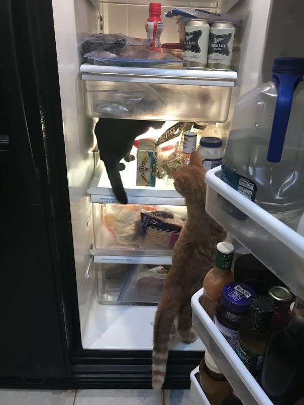 Happens Every Time I Open The Fridge. #lifewithcats