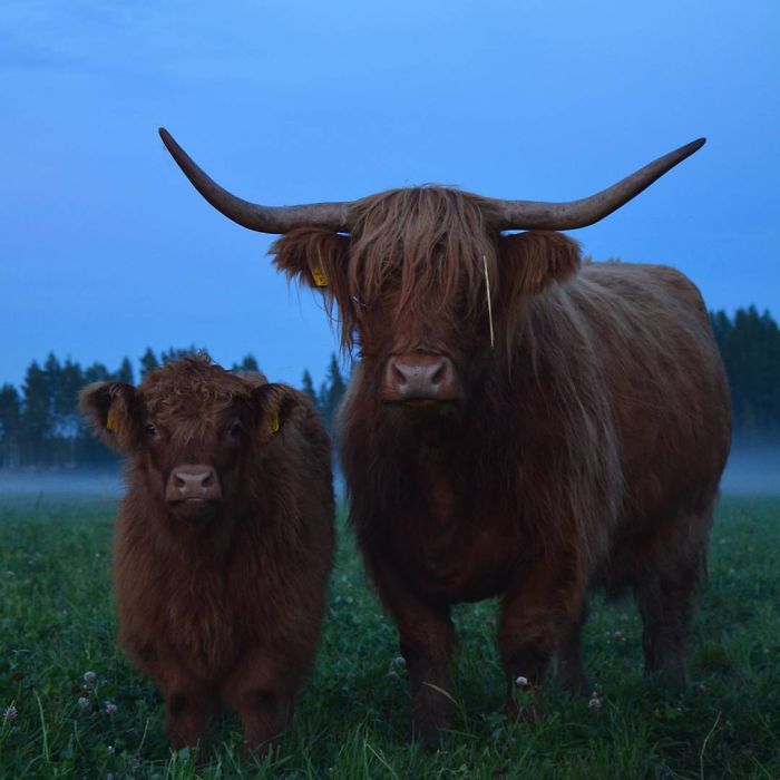 Cute-Baby-Highland-Cattle-Calves