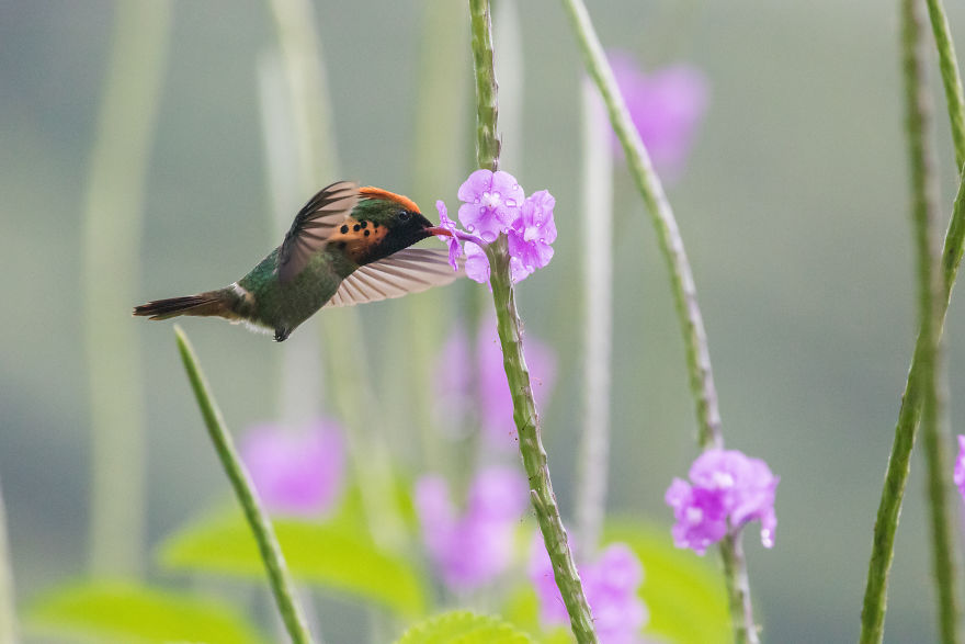How To Photograph Hummingbirds How To Photograph Hummingbirds