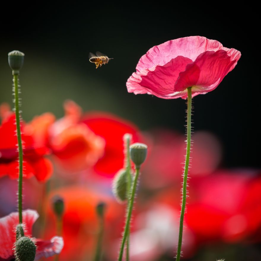 Nature In Japan In The Visual Haiku Style