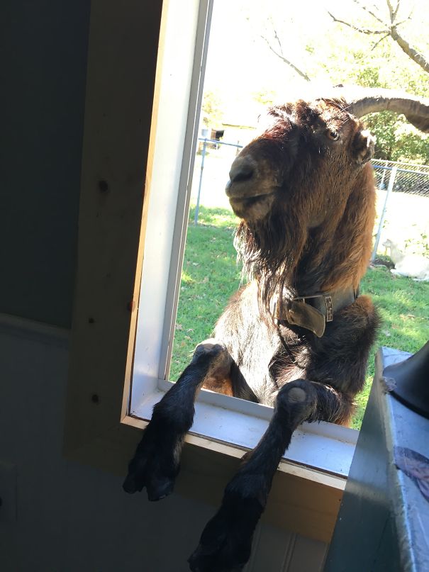 I Said “ Let Me In!”