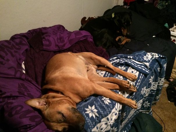 Prince And Bane, Take Over My Bed So I Can’t Lay Down!