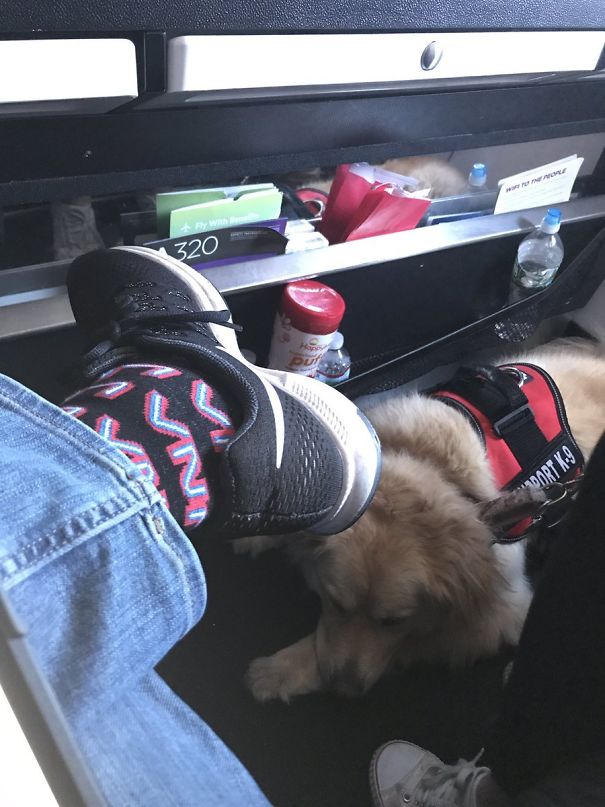 The Beautiful Service Dog In My Row On The Flight To LA Today Kept Licking My Ankles
