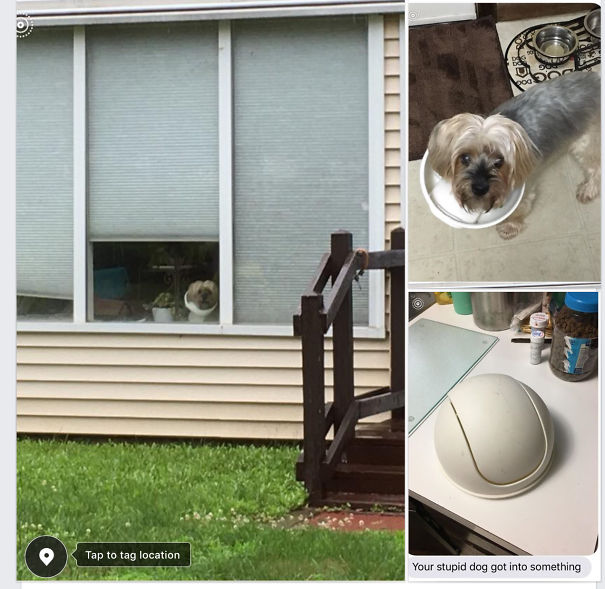 I Didn’t Get Into The Garbage! You Have No Proof.