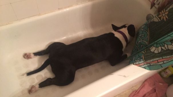 Might Not Be A Window Licker But ...