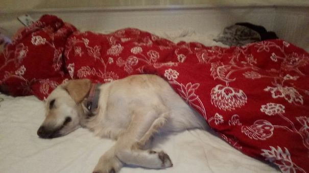 Oh You Sayin It Isn’t My Bed? She Was Home Alone And Tucked Herself In! Guess It’s Her Bed Now