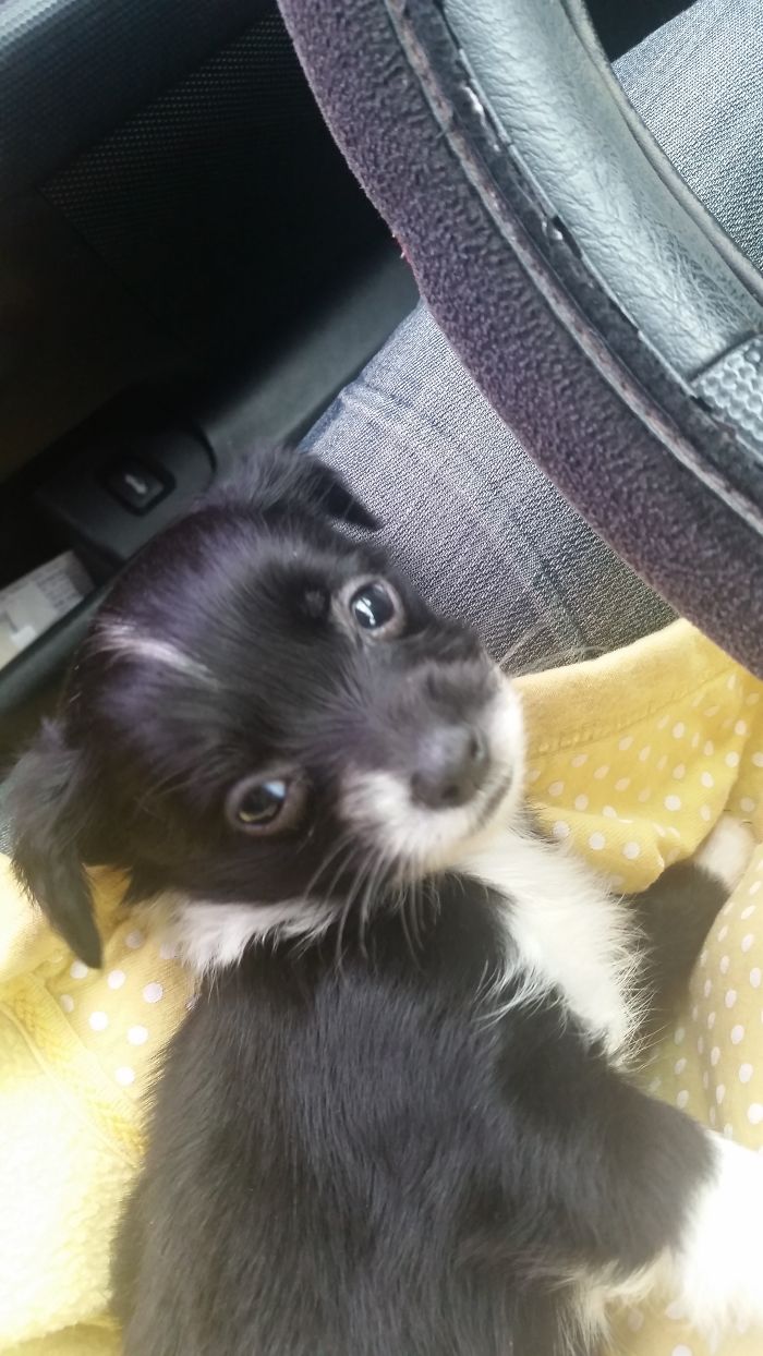 Day I Picked Up Pikliz. New Pup For My Mom Who Was Going Through Her Divorce.