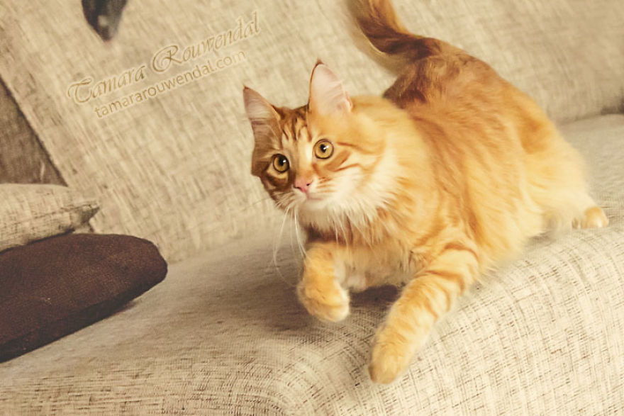 Dreaming Of Flying Mice