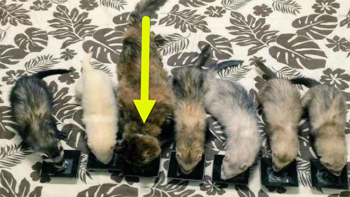 Adorable Little Kitten Called Komari Was Rescued, Now She Thinks She’s A Ferret