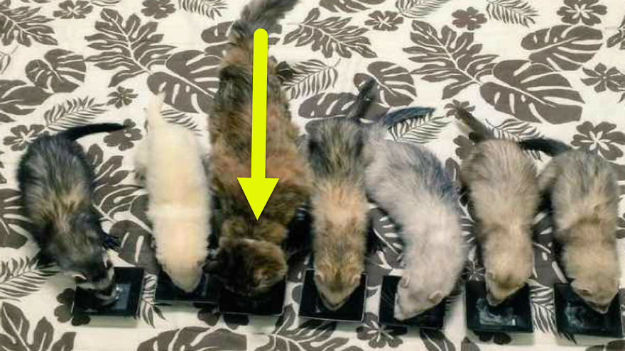 Adorable Little Kitten Called Komari Was Rescued, Now She Thinks She’s A Ferret