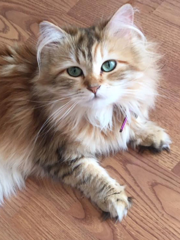 Ambrosia, The Most Beautiful Girl In The World