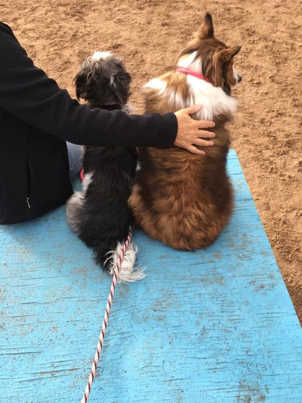 My Princess In The Middle, Trying To To Steal Some Pets From Another Person