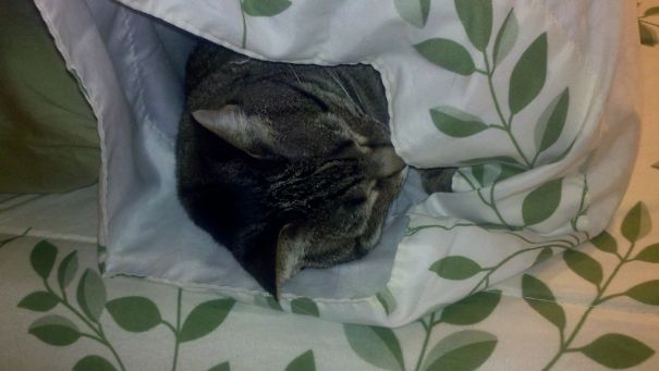 Good Thing I Didn't Try To Fluff Up The Pillow When Making The Bed