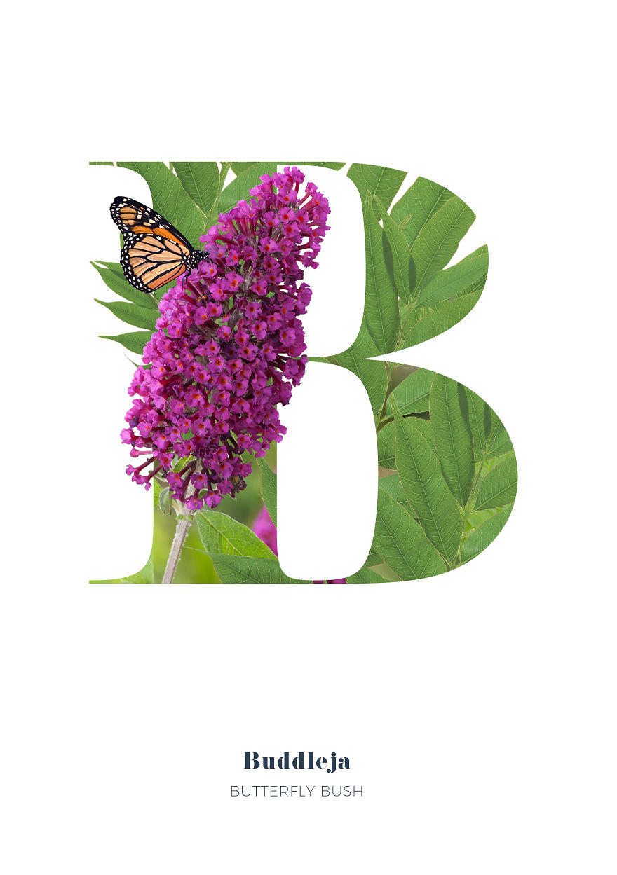 I Wanted To See What The Alphabet Would Look Like Made Out Of Flowers I Wanted To See What The Alphabet Would Look Like Made Out Of Flowers