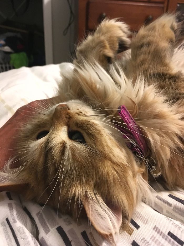 Ambrosia, The Most Beautiful Girl In The World