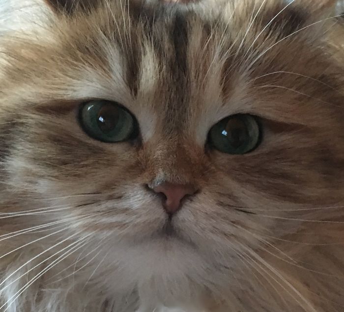 Ambrosia, The Most Beautiful Girl In The World