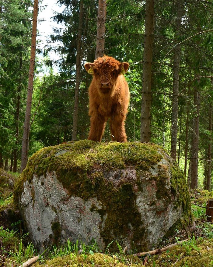 brown calf standing on the rock 