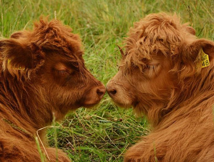 two calves touching noses 