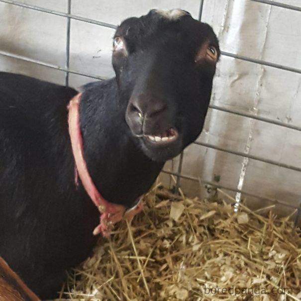 Ultimate Derp Face! It Took Me A While To Take The Perfect Pic!