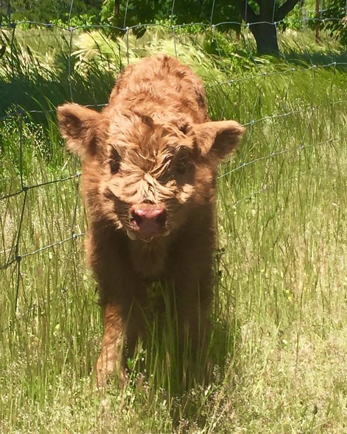 Cute-Baby-Highland-Cattle-Calves