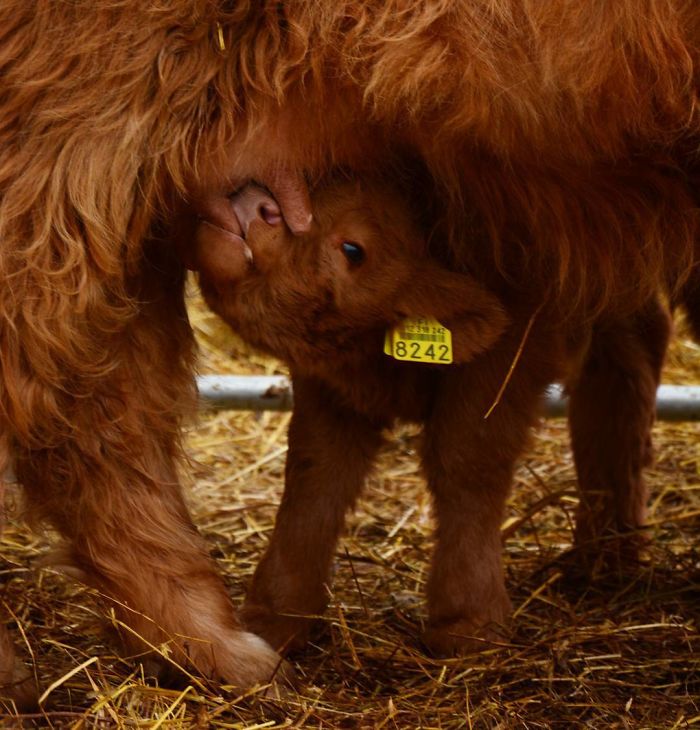 Cute-Baby-Highland-Cattle-Calves