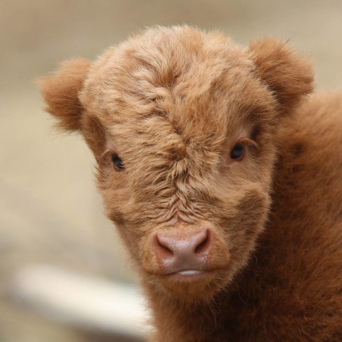 Cute-Baby-Highland-Cattle-Calves