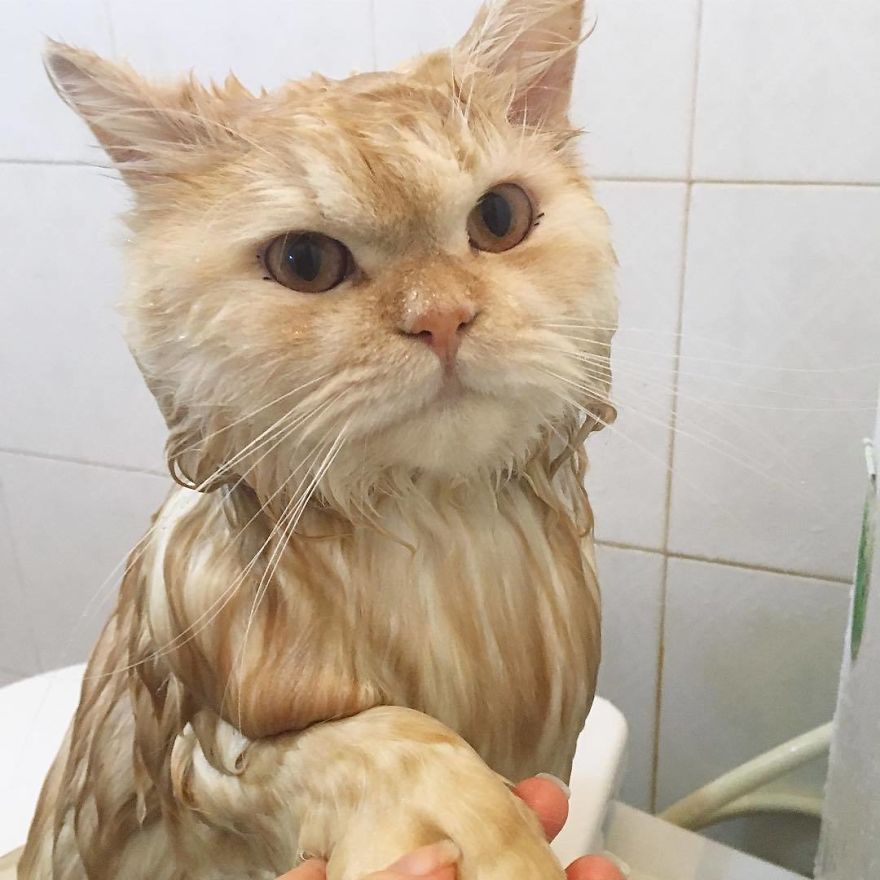 Meet Meepo, The Crazy Cat Who Loves Taking Showers Meet Meepo, The Crazy Cat Who Loves Taking Showers
