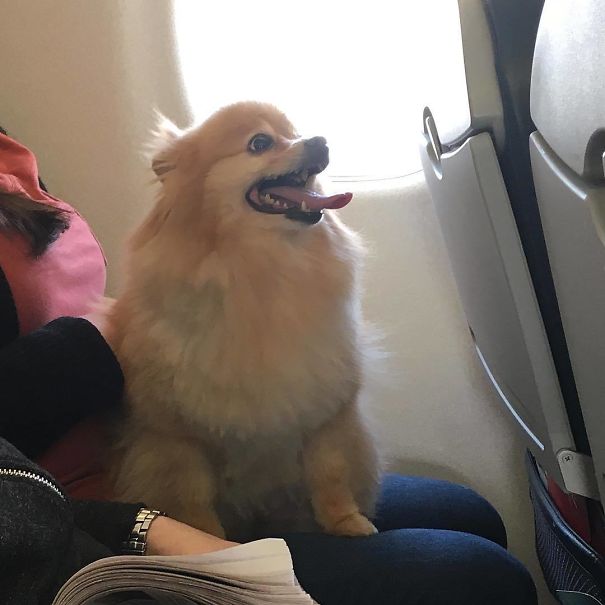Look Who's Sitting Across From Me On The Plane. So Adorable! Sorry Rocky And Taj For Cheating On You