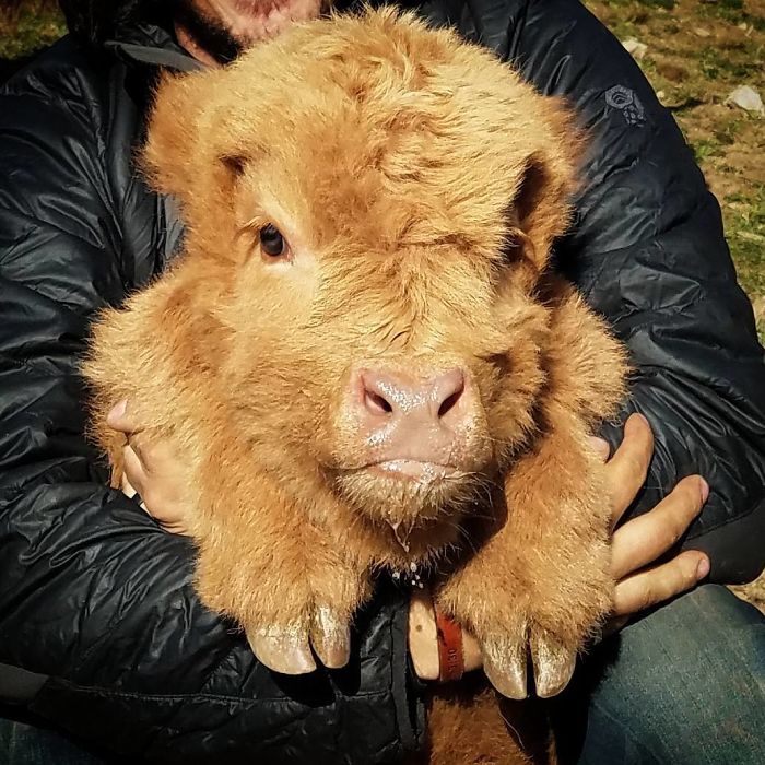 Cute-Baby-Highland-Cattle-Calves