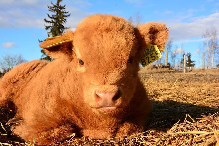 Cute-Baby-Highland-Cattle-Calves