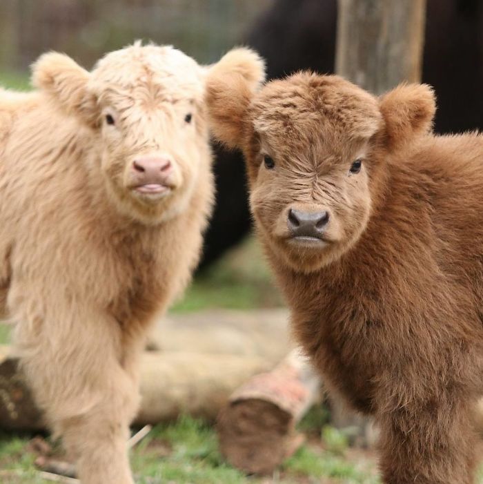 Cute-Baby-Highland-Cattle-Calves