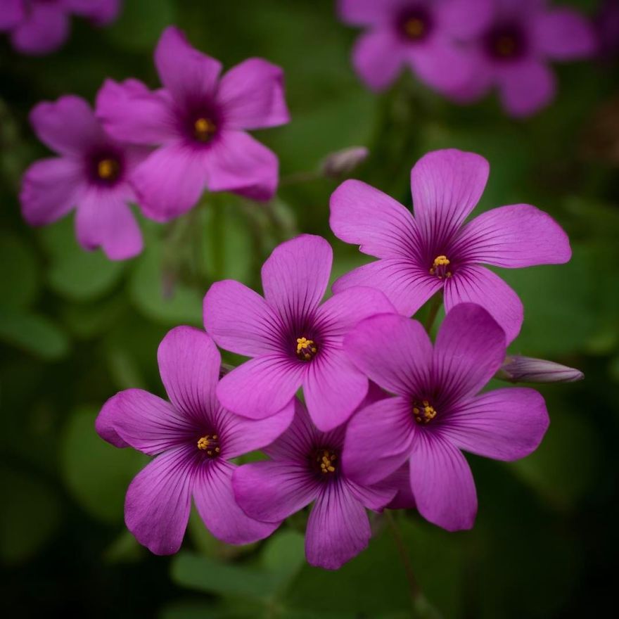 Nature In Japan In The Visual Haiku Style