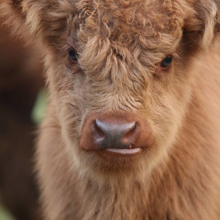 Cute-Baby-Highland-Cattle-Calves