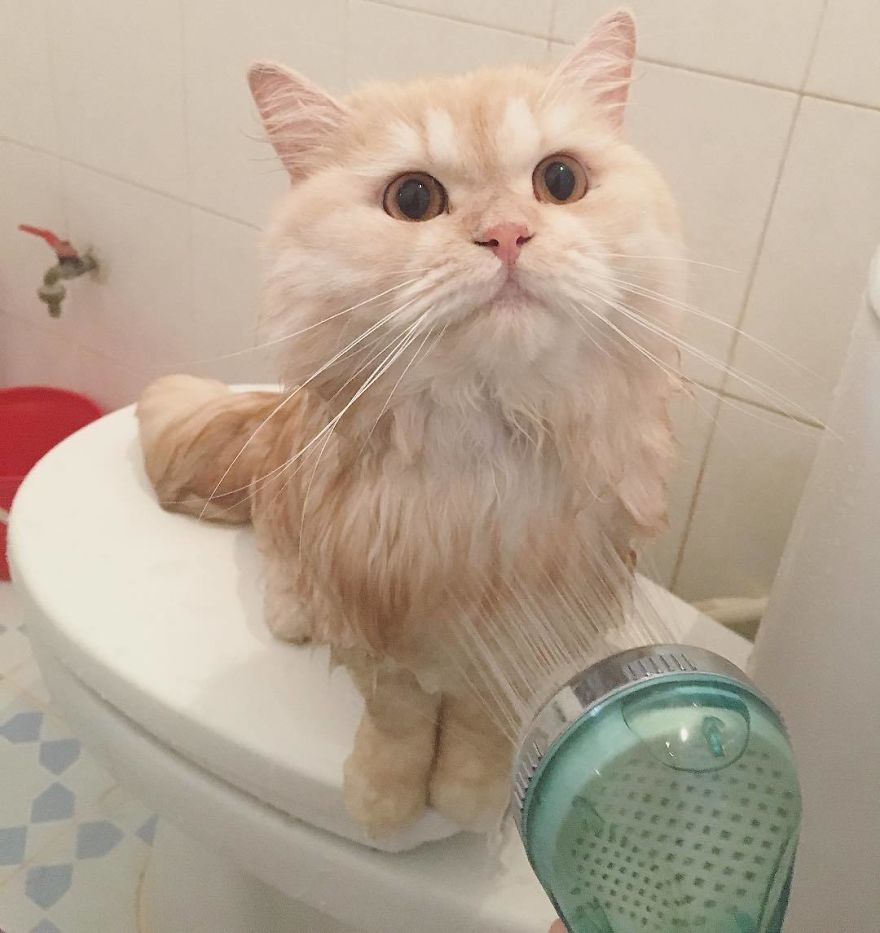 Meet Meepo, The Crazy Cat Who Loves Taking Showers Meet Meepo, The Crazy Cat Who Loves Taking Showers