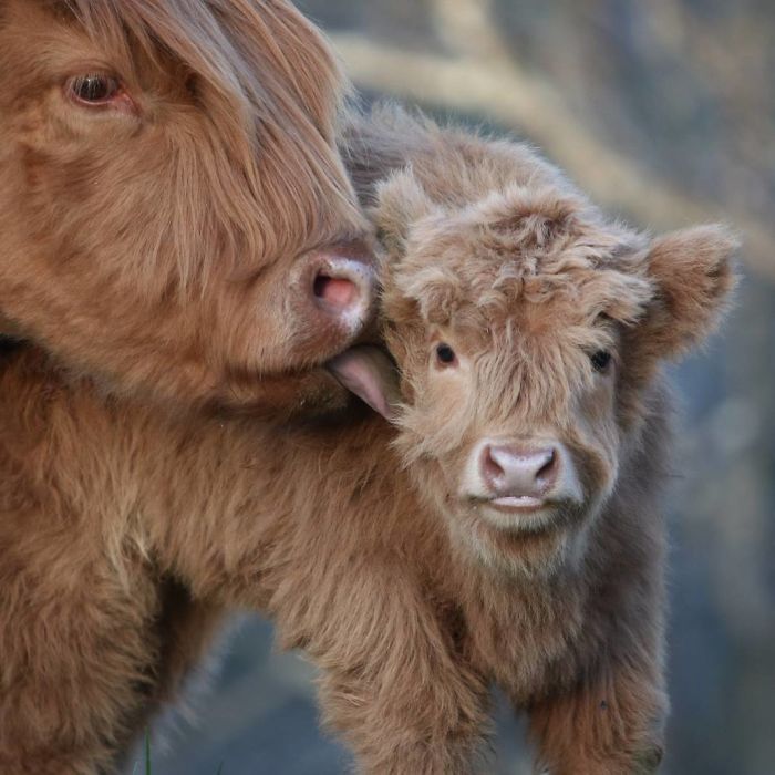 Cute-Baby-Highland-Cattle-Calves