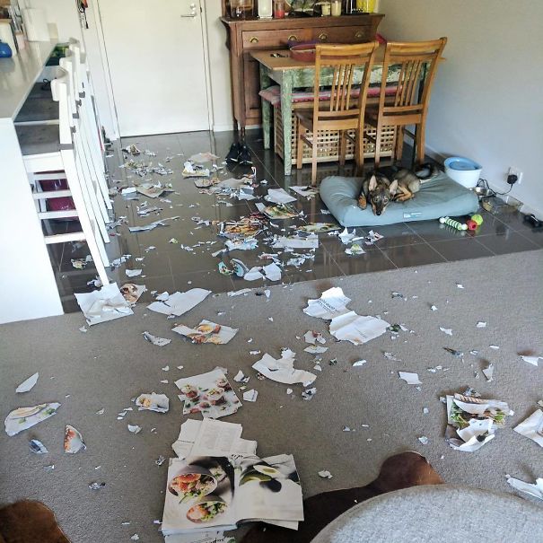 Dog Shaming! Milo Cares Not For Delicious' "Feel Good Food" Cookbook