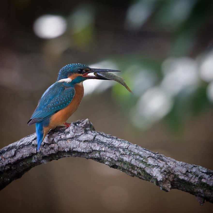 Nature In Japan In The Visual Haiku Style