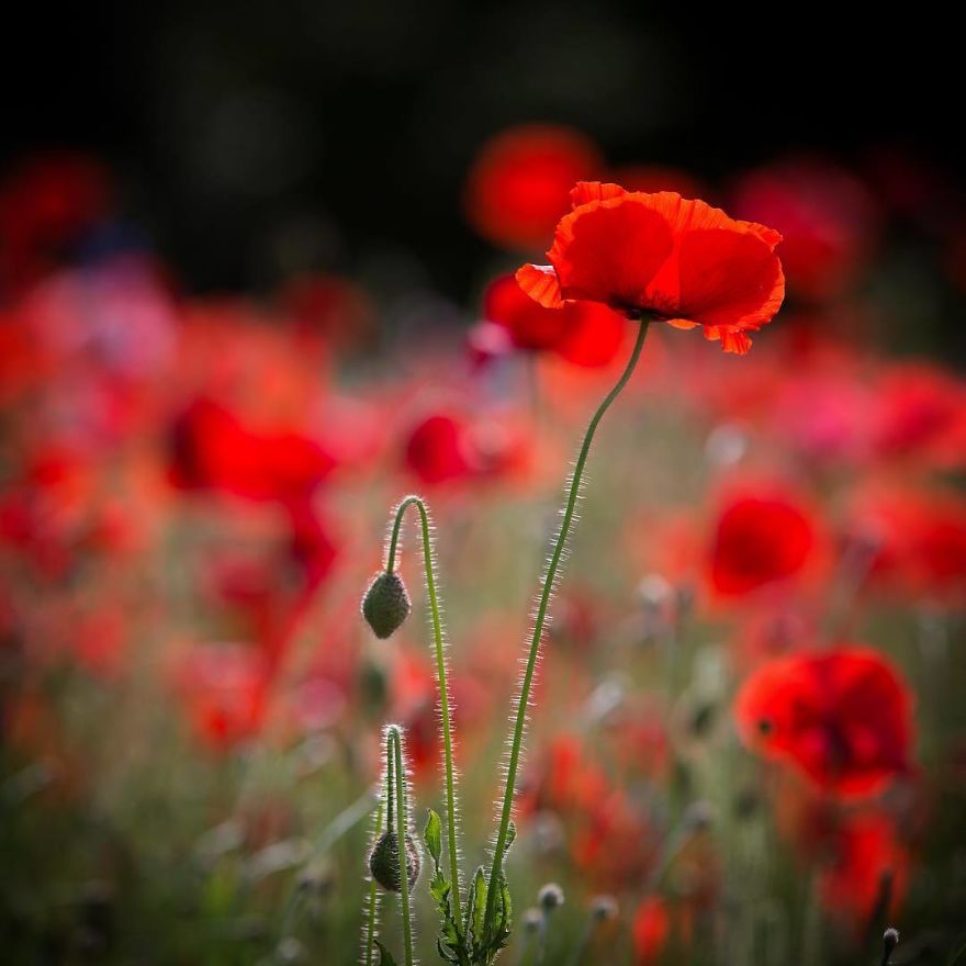 Nature In Japan In The Visual Haiku Style