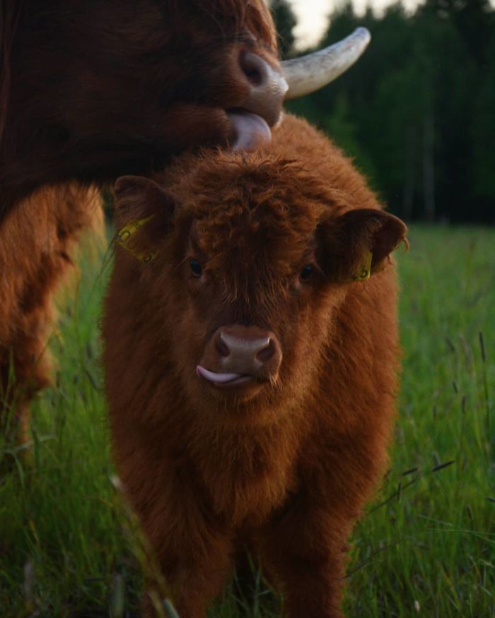 Cute-Baby-Highland-Cattle-Calves