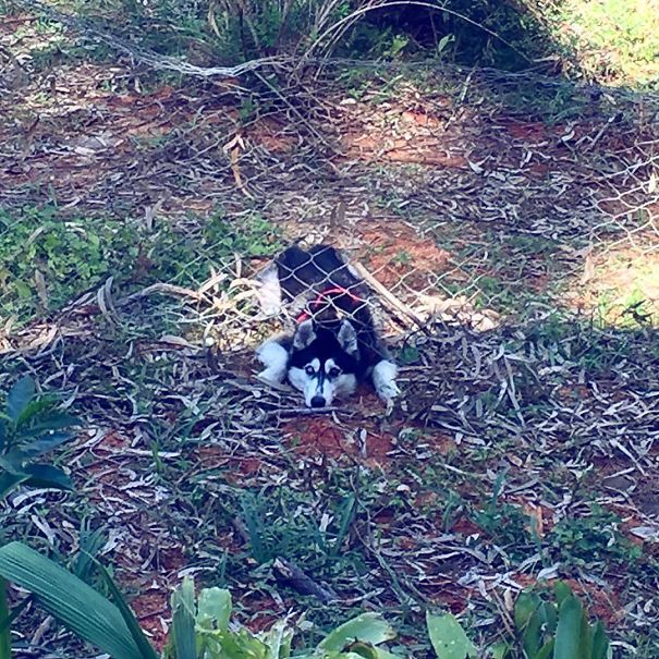 Caught Escaping So She Stops, Drops And Acts Like She Wasn't Doing Anything Wrong