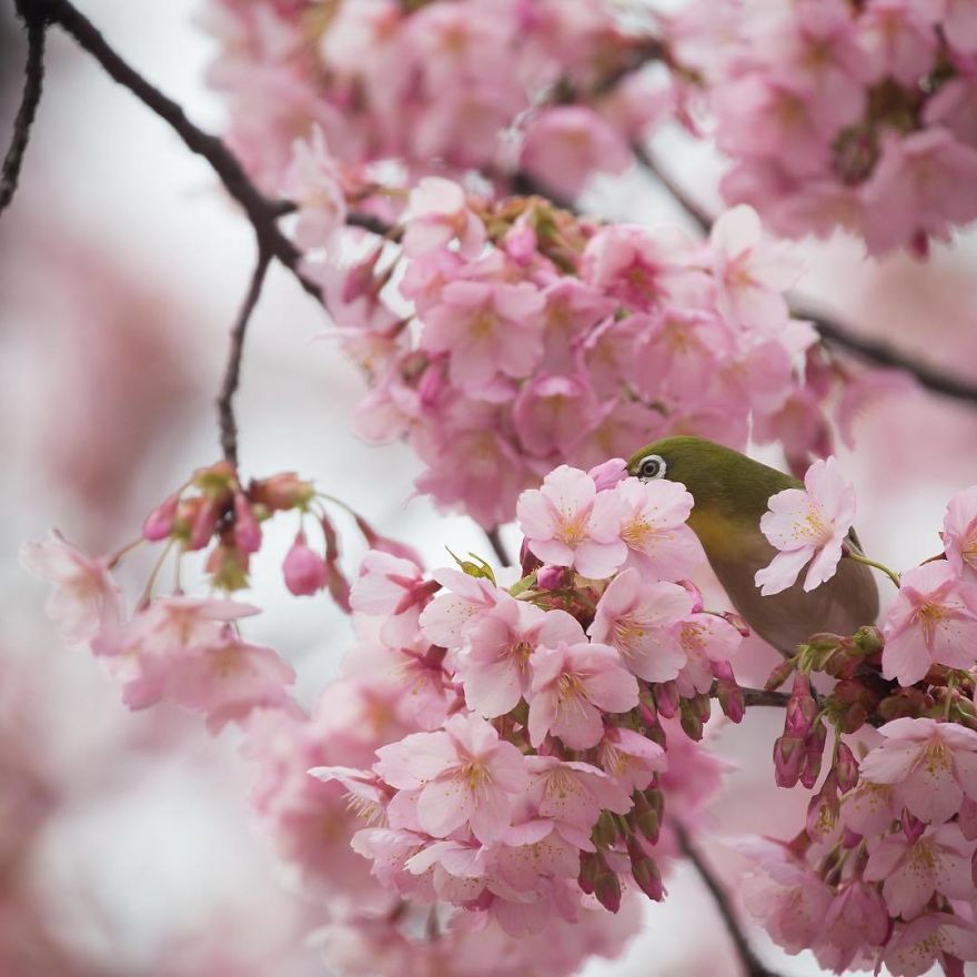 Nature In Japan In The Visual Haiku Style