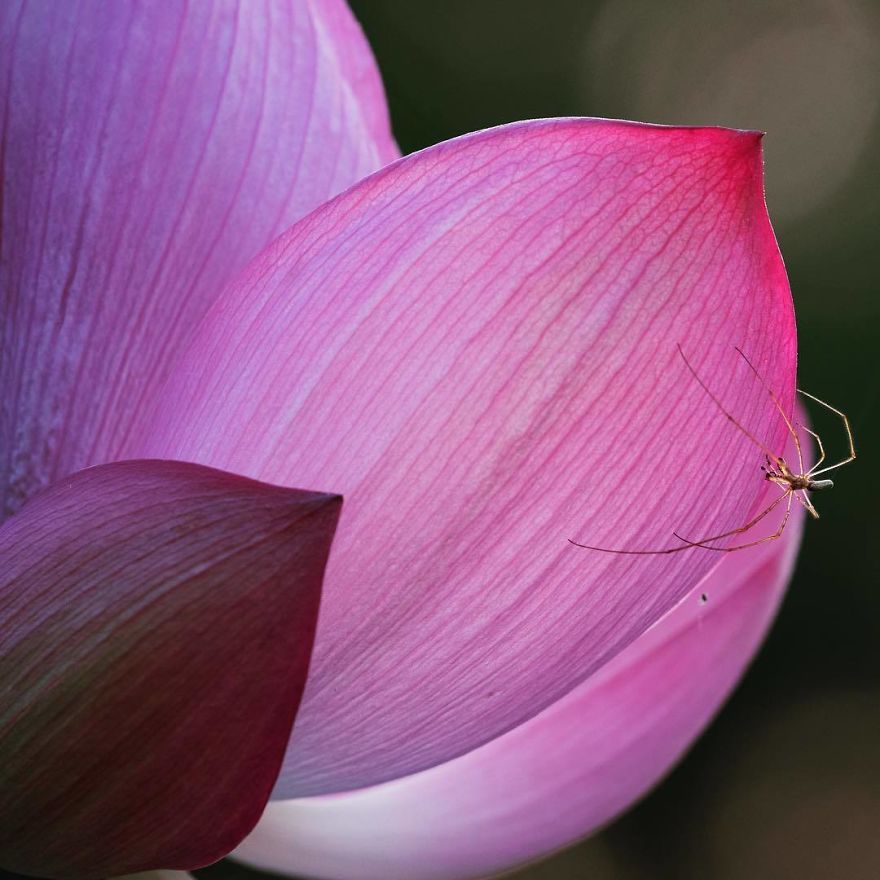 Nature In Japan In The Visual Haiku Style