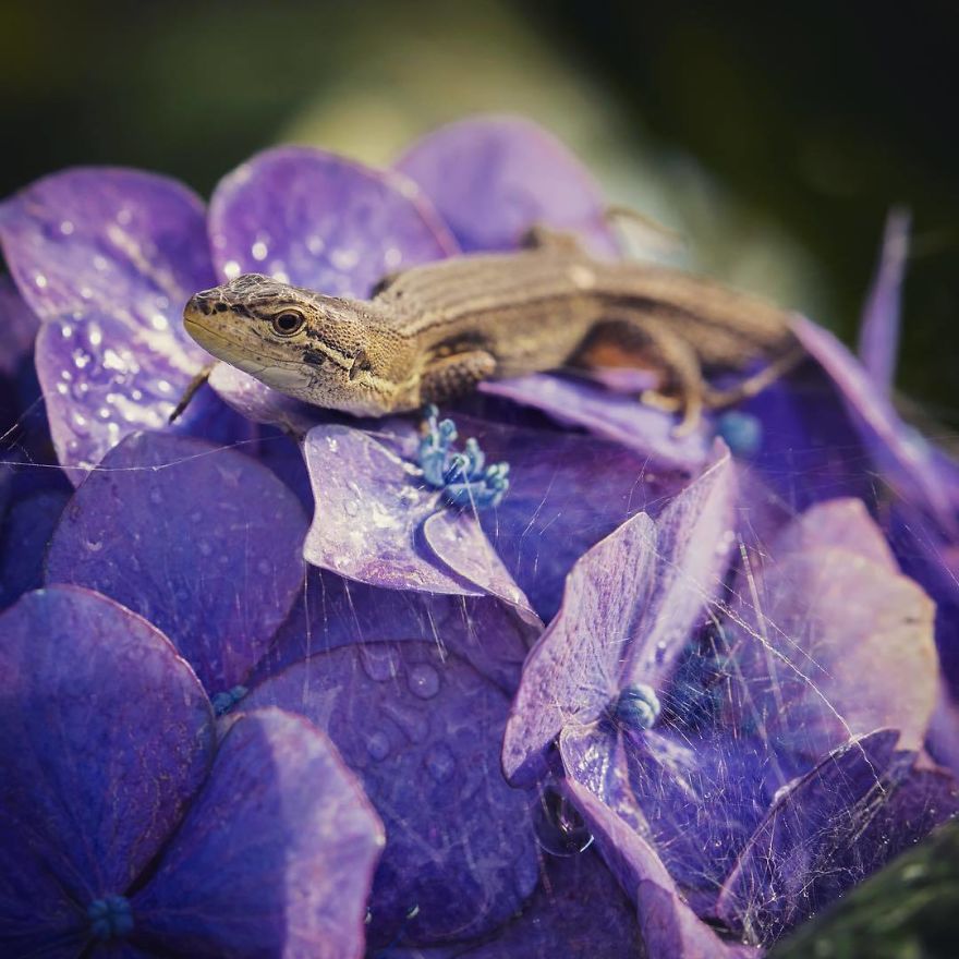 Nature In Japan In The Visual Haiku Style