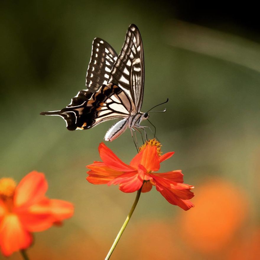 Nature In Japan In The Visual Haiku Style