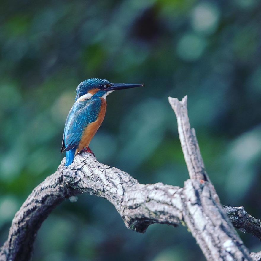 Nature In Japan In The Visual Haiku Style