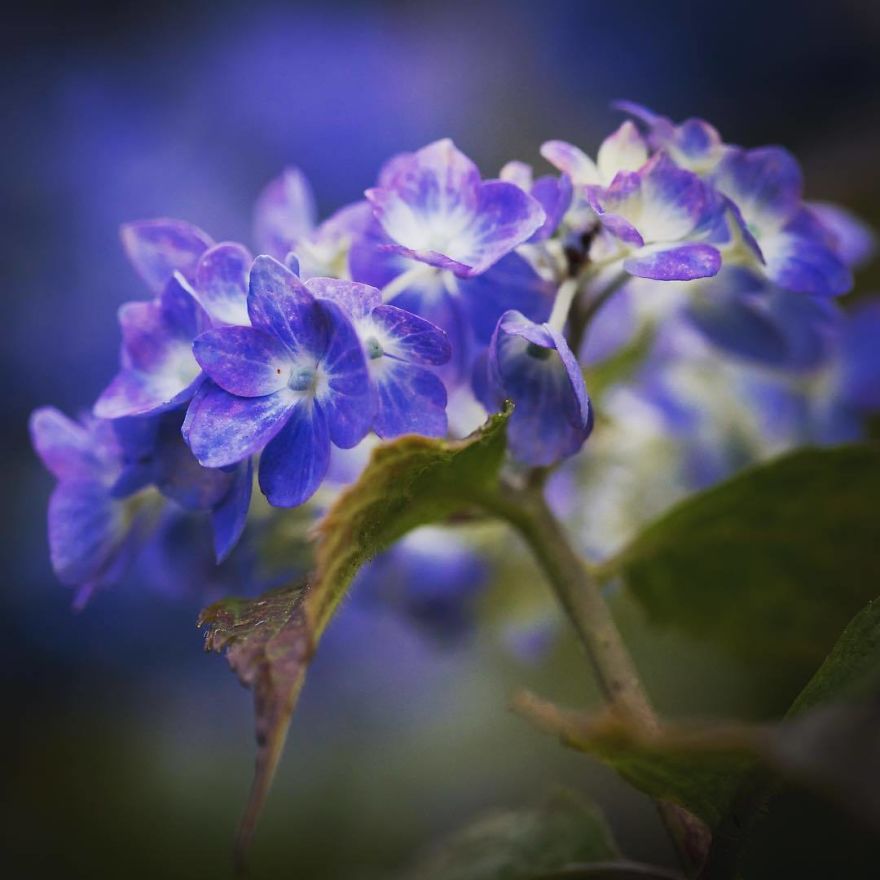 Nature In Japan In The Visual Haiku Style